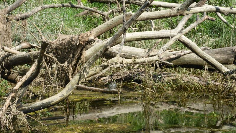 Schildkroete in den Donauauen