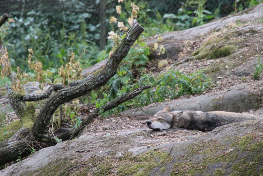 Wolf auf Mittagspause in Skansen