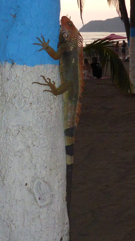Leguan auf einem Pfosten in Jaco