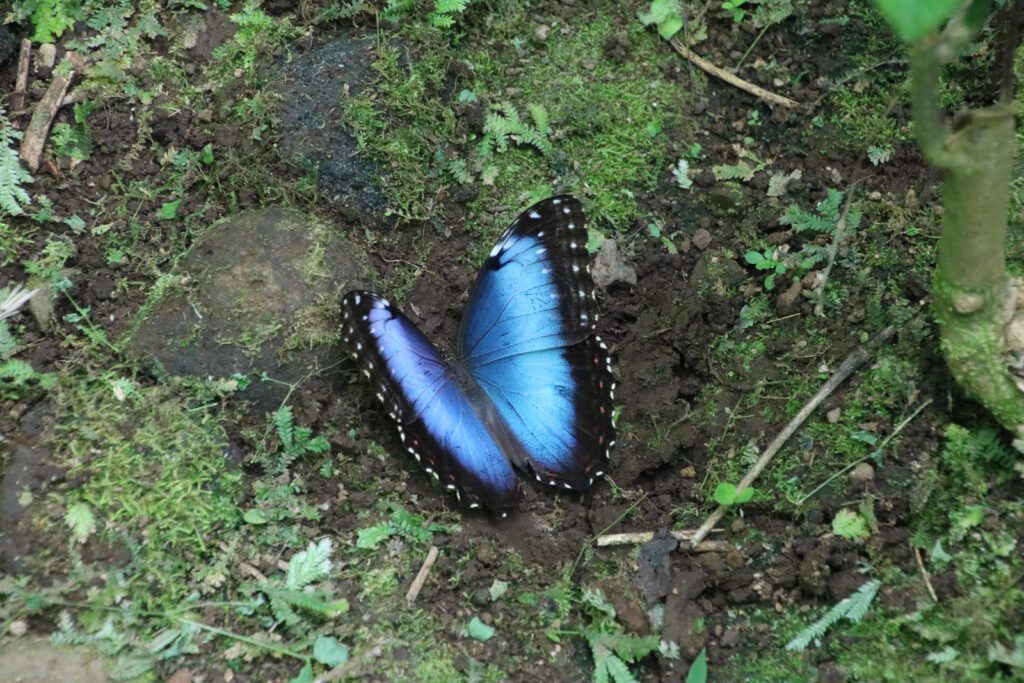 blauer Morphosfalter