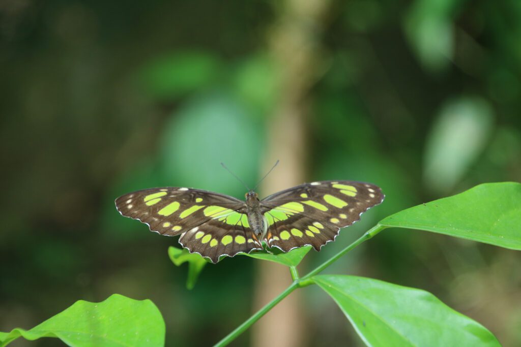 grüner Schmetterling