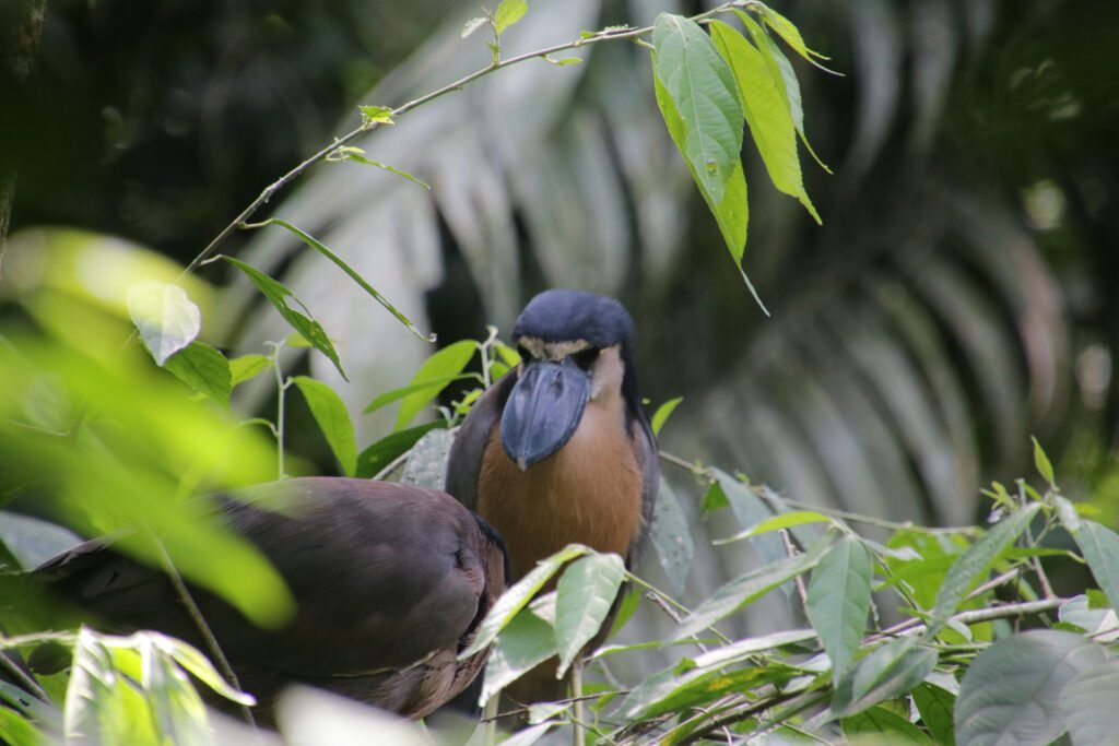 Verbauter Vogel