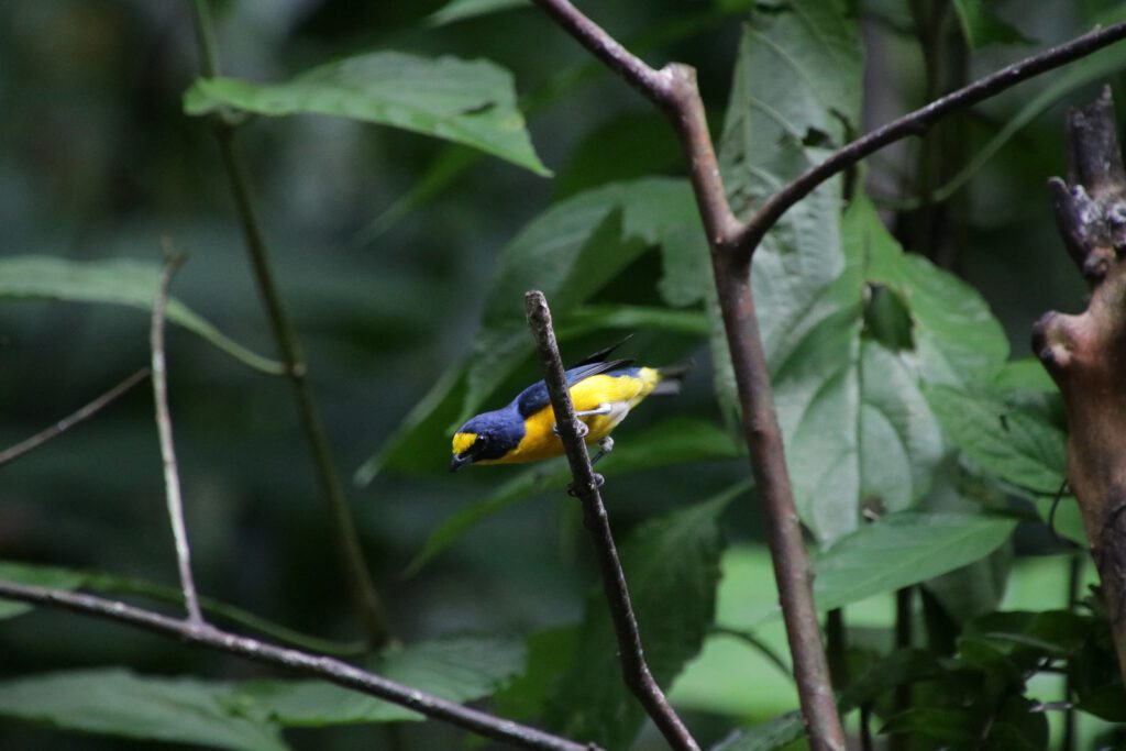 Bunter Vogel