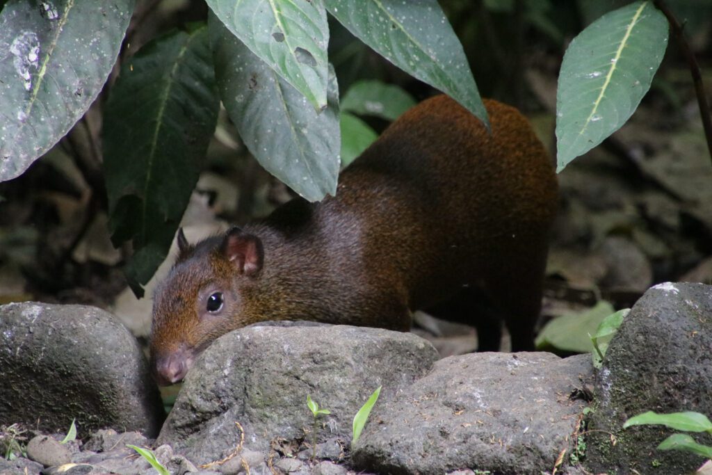 Capybara