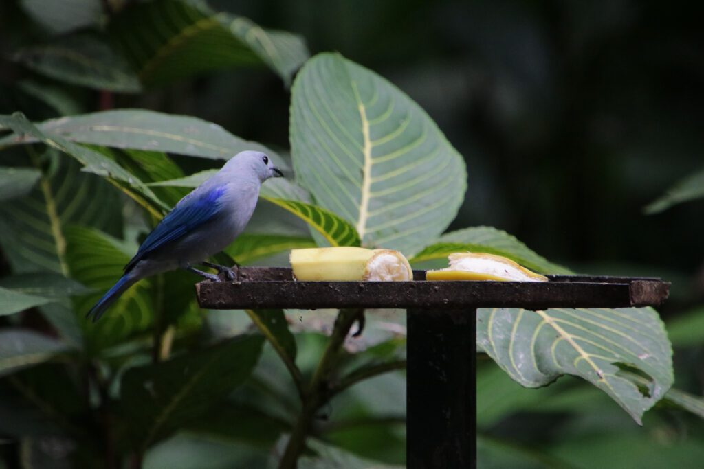 Vogel Futterstelle