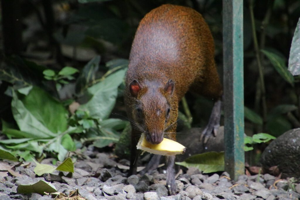 Capybara