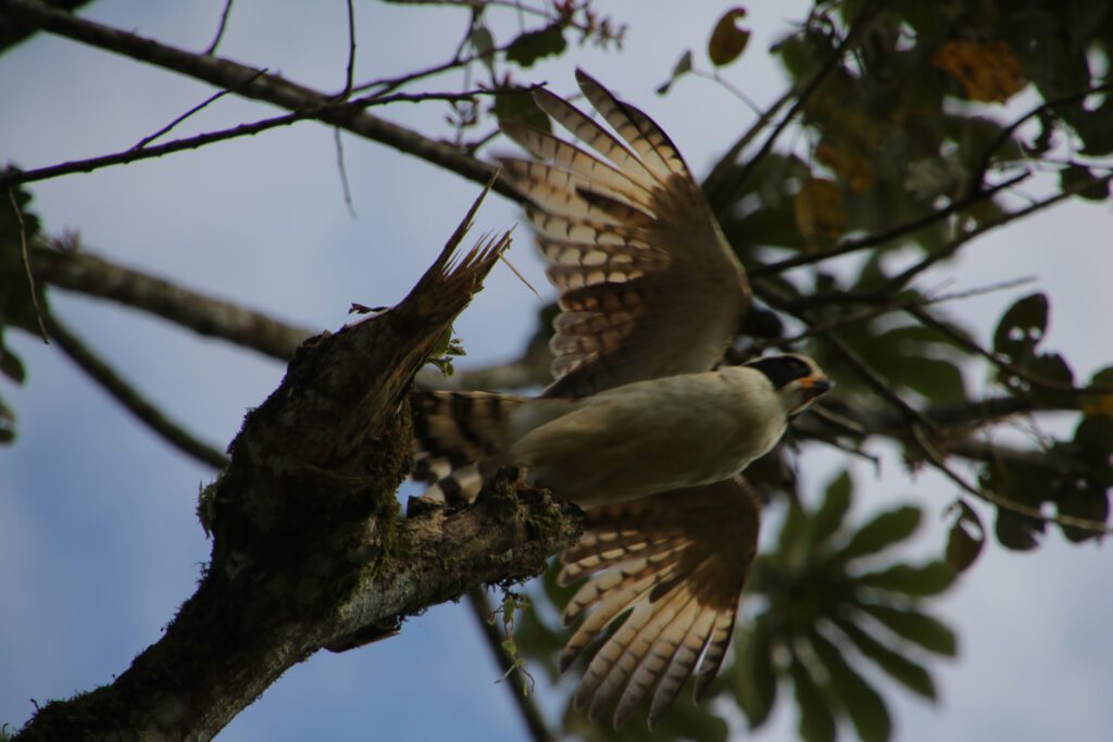 Raubvogel beim Abflug
