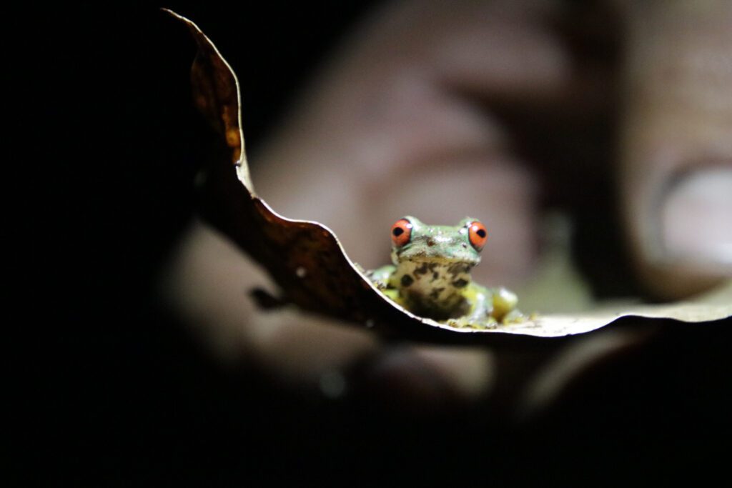 Typischer costaricanischer Frosch