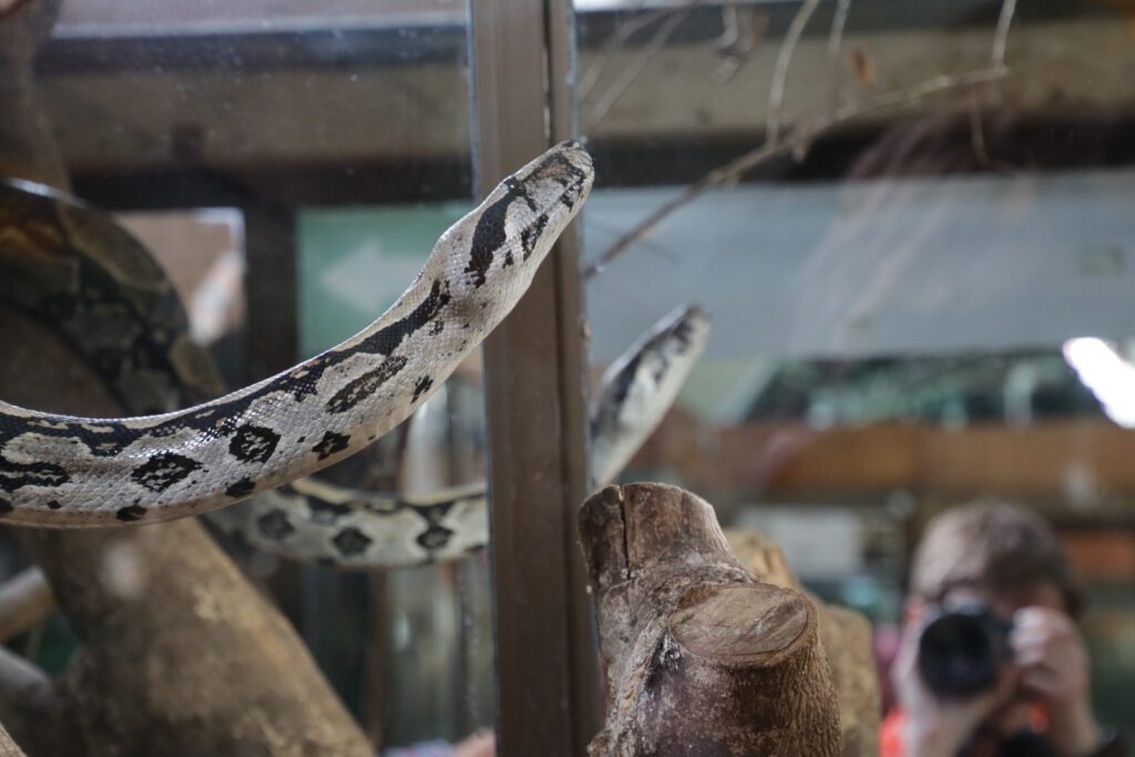 Boa im Terrarium