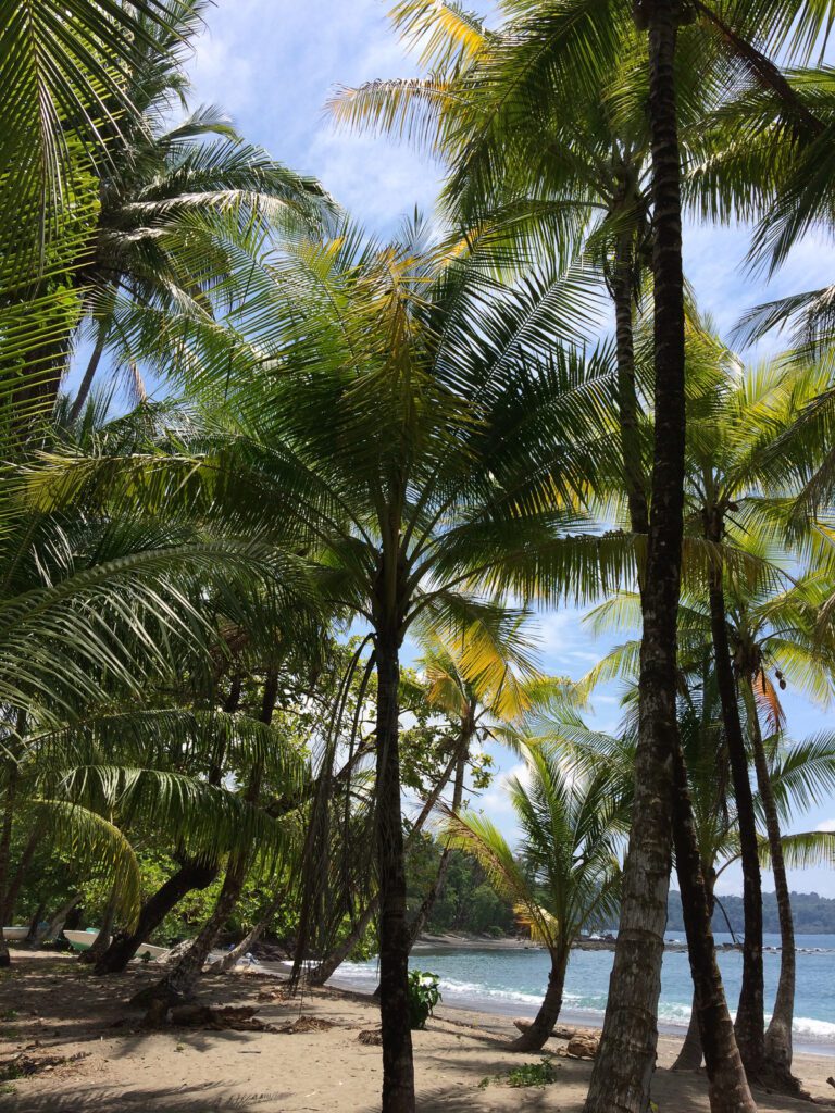 Palmenstrand vom Feinsten