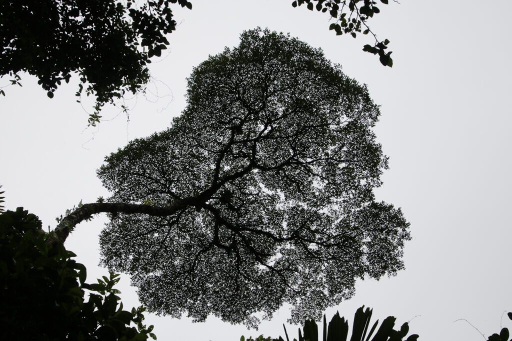 Baumkronen Shilouette vom Brokkolibaum