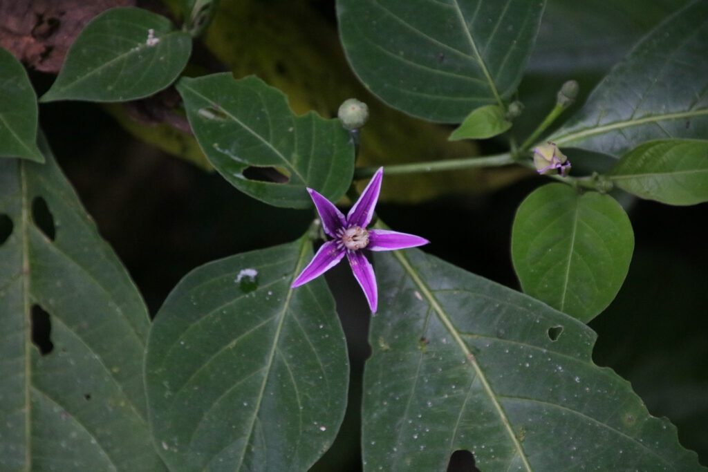 Lila Blüte