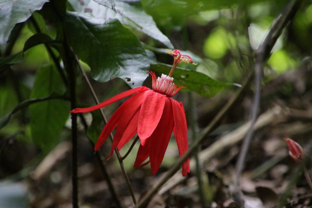 schöne Flora