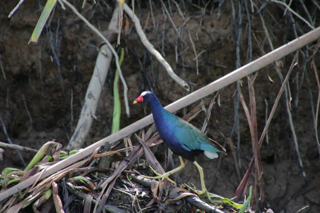 Neun-Farben-Huhn