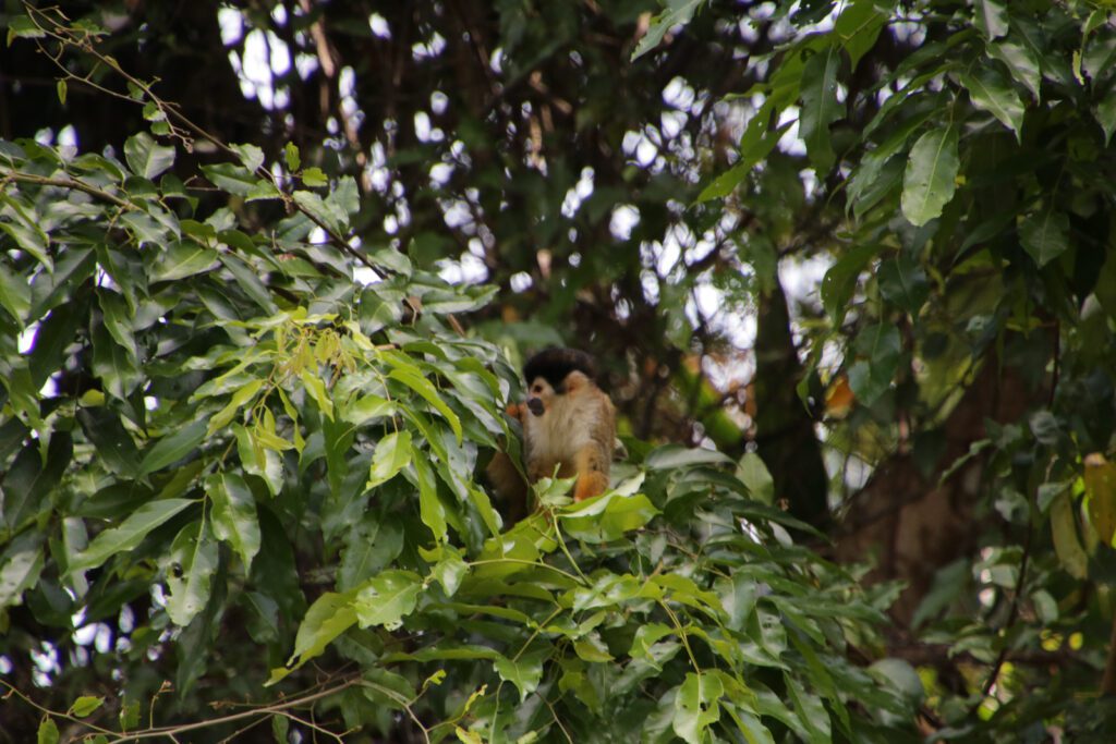Affe im Baum