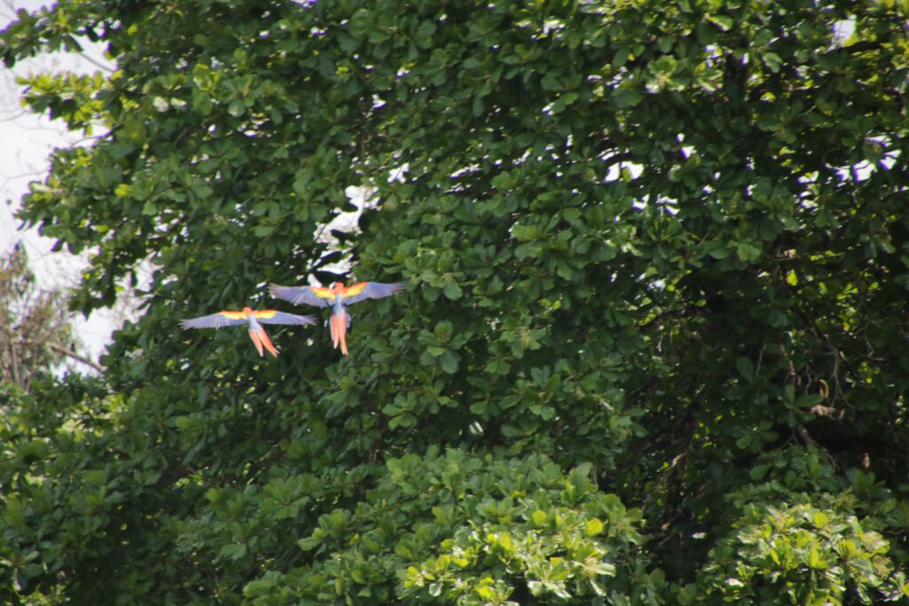 Zwei Aras beim Flug
