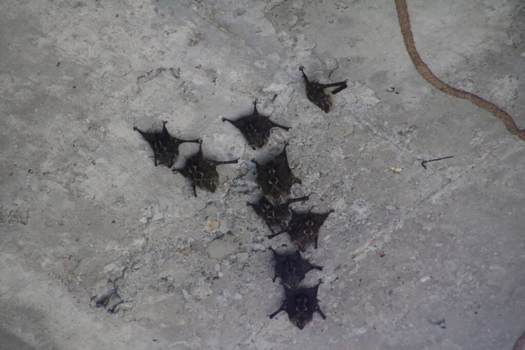 Fledermäuse an der Decke