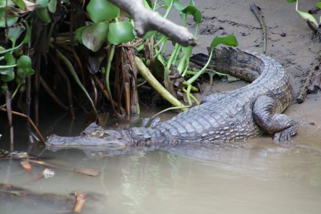 Ein Krokodil bei der Flussfahrt entdeckt