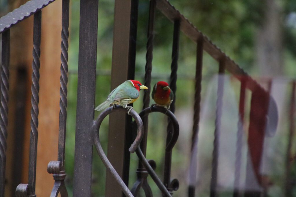 Vom Spiegel irritierter Vogel
