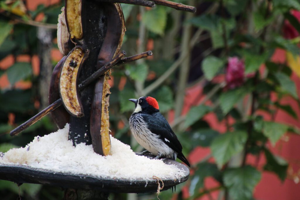 Vogel bei Futterstelle