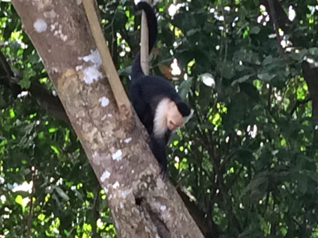Affe am Baum