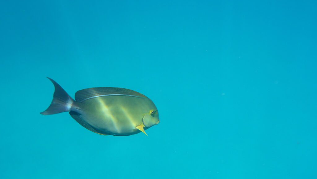 Fische beim Schnorcheln