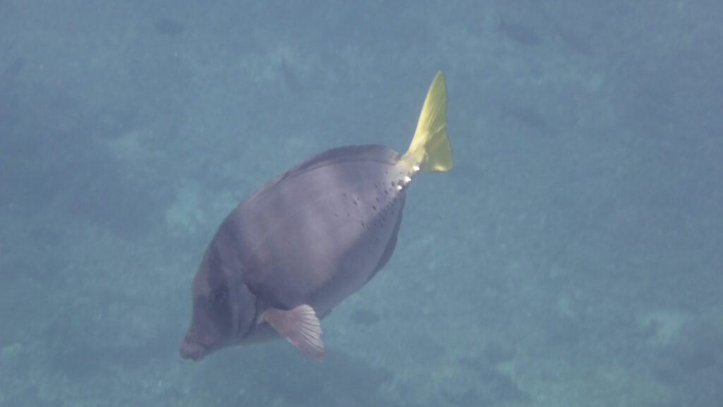 Fische beim Schnorcheln