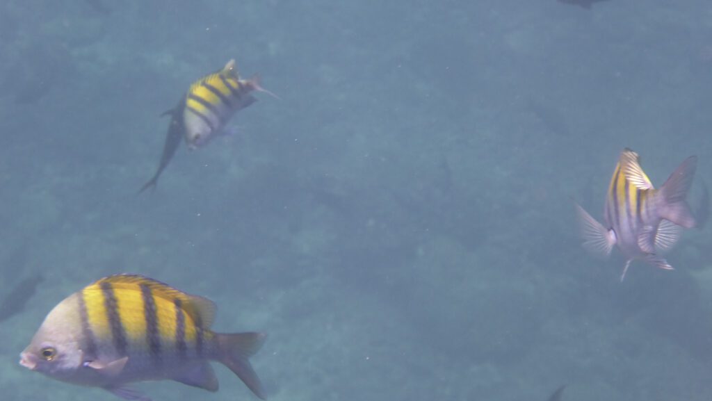Fische beim Schnorcheln