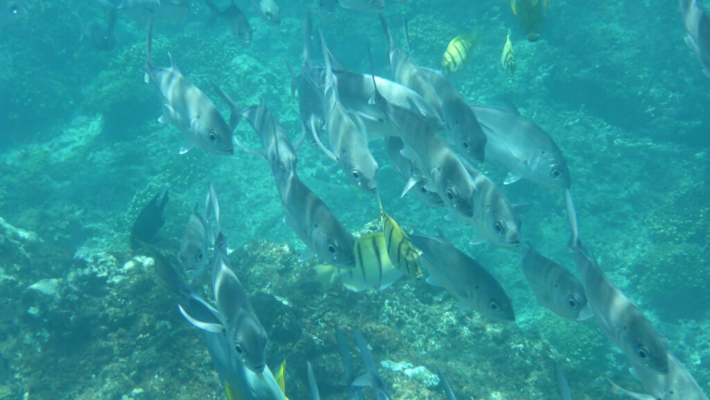 Fische beim Schnorcheln