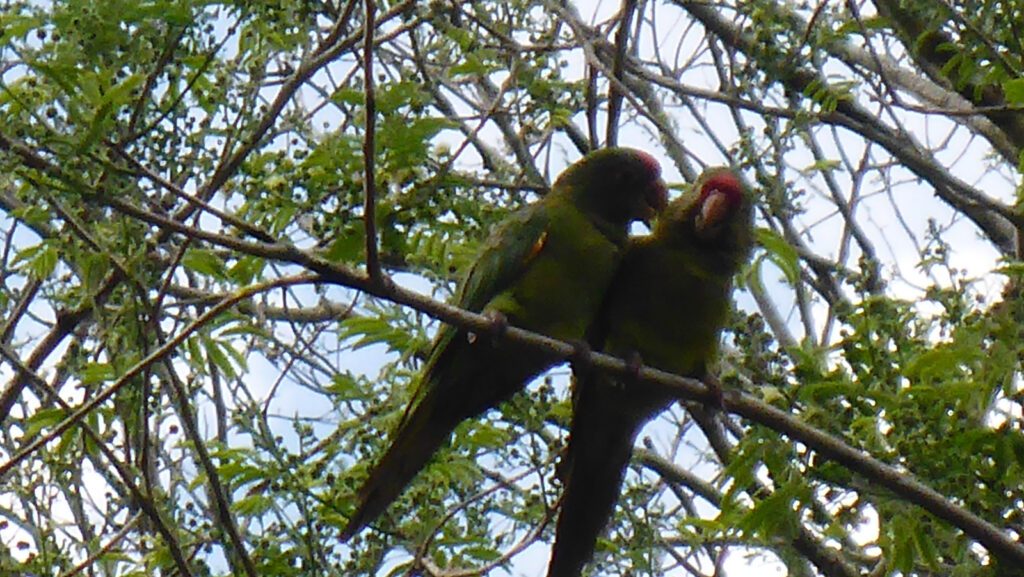 Blog_Costa Rica__P1040208_2018