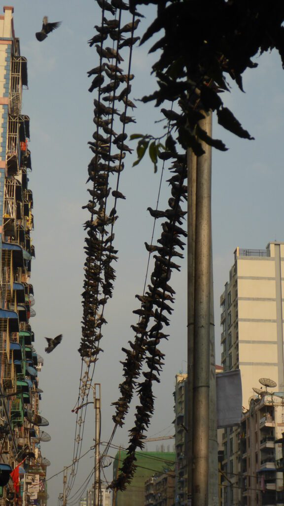 Die Voegel in Yangon