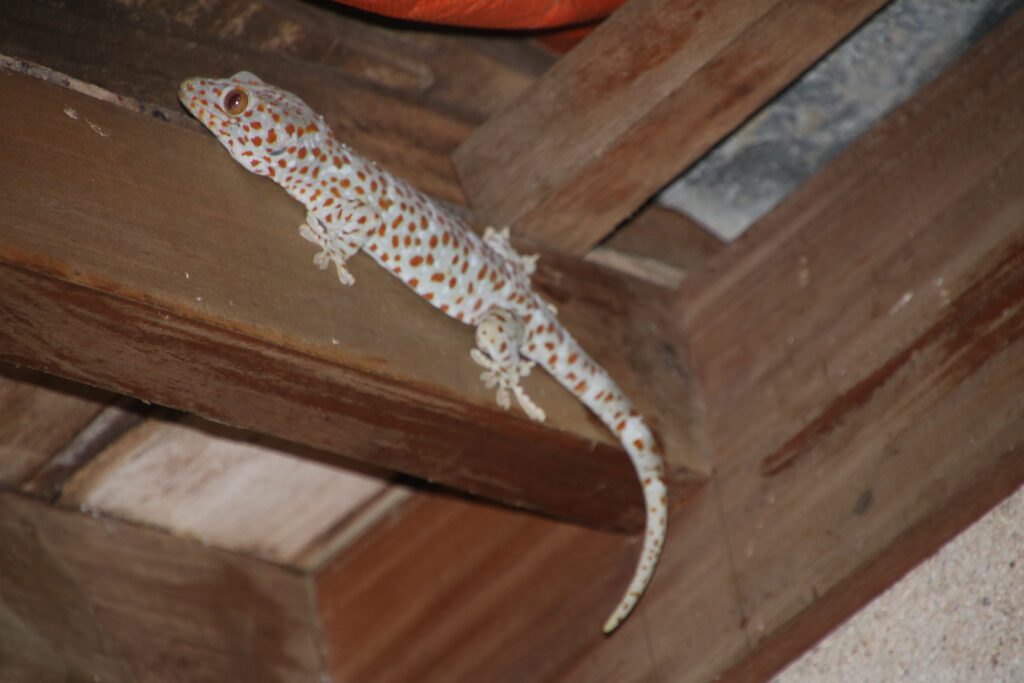 Gecko
