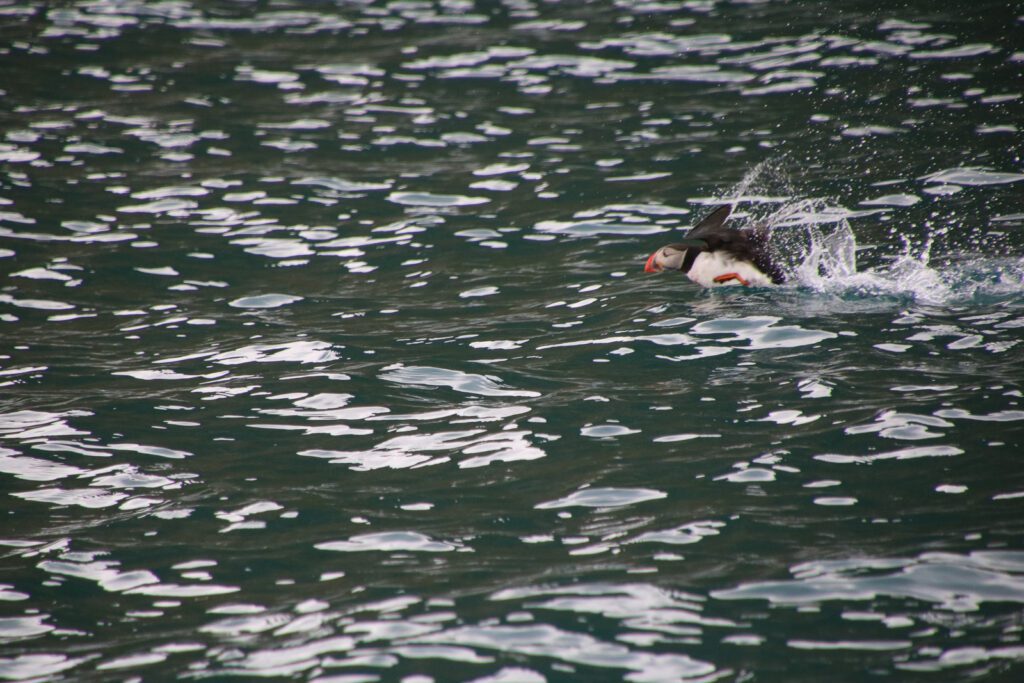 Papageientaucher startet