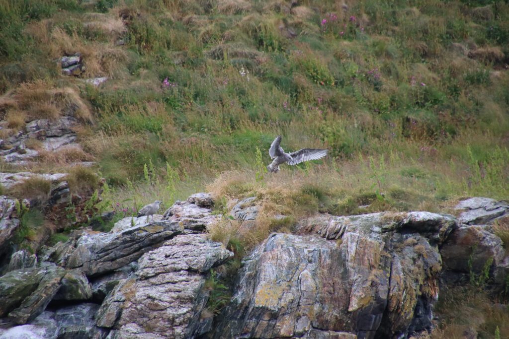 Seeadler bei der Landung