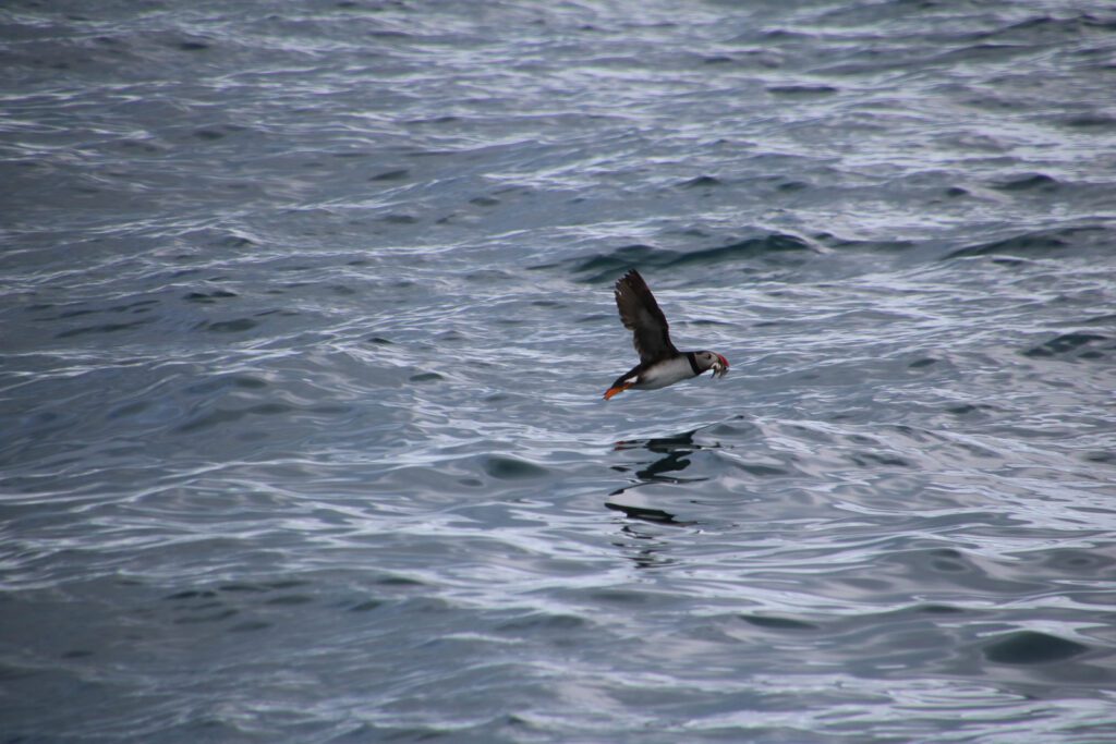 Papageientaucher mit Beute