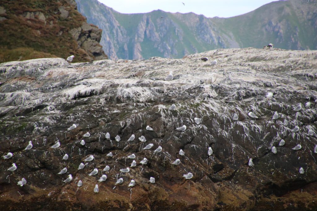 Vogelkolonie am Felsen