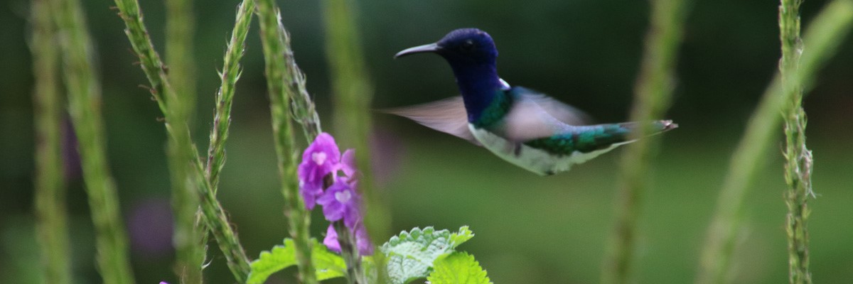 Kolibri