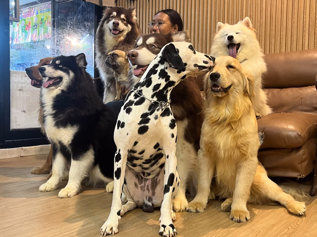 Hunde-Streichelzone im Chatuchak Einkaufszentrum