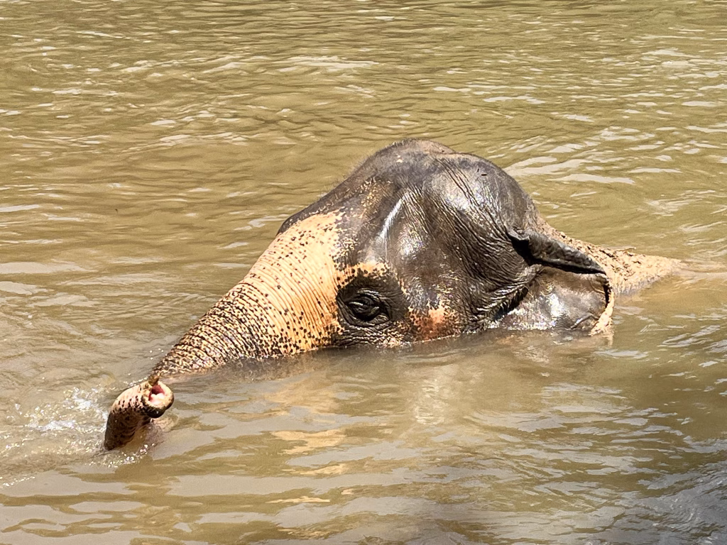 Im "Elephants Haven"