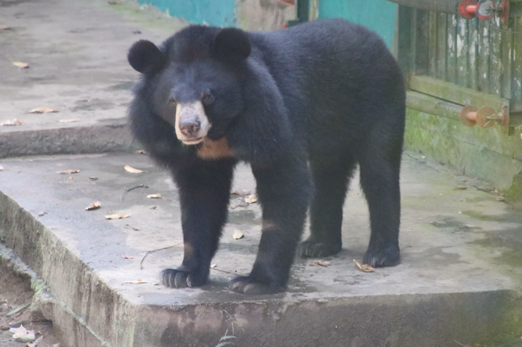 Ein Mond- oder Kragenbär