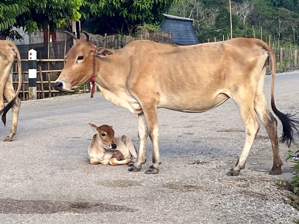 Auf der Fahrt getroffen