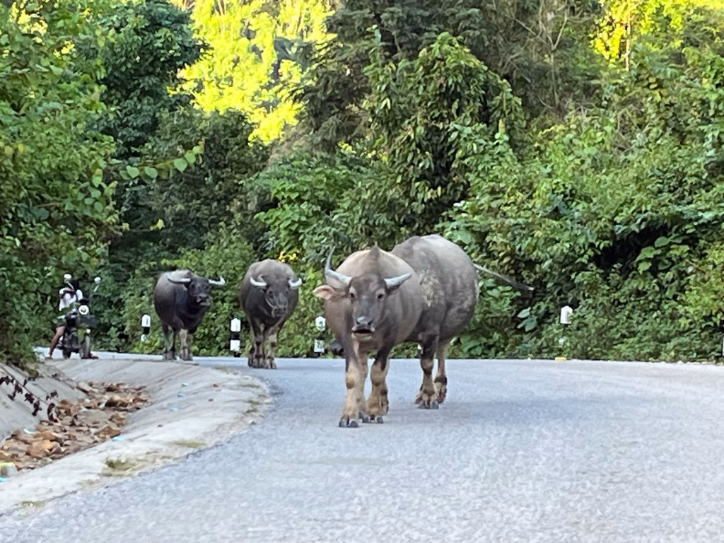 (Un)gewohnter Gegenverkehr