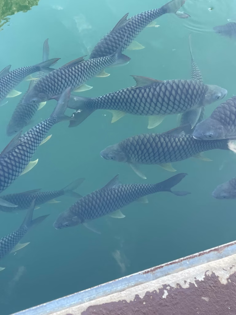 Fischmeute bei Thafalang