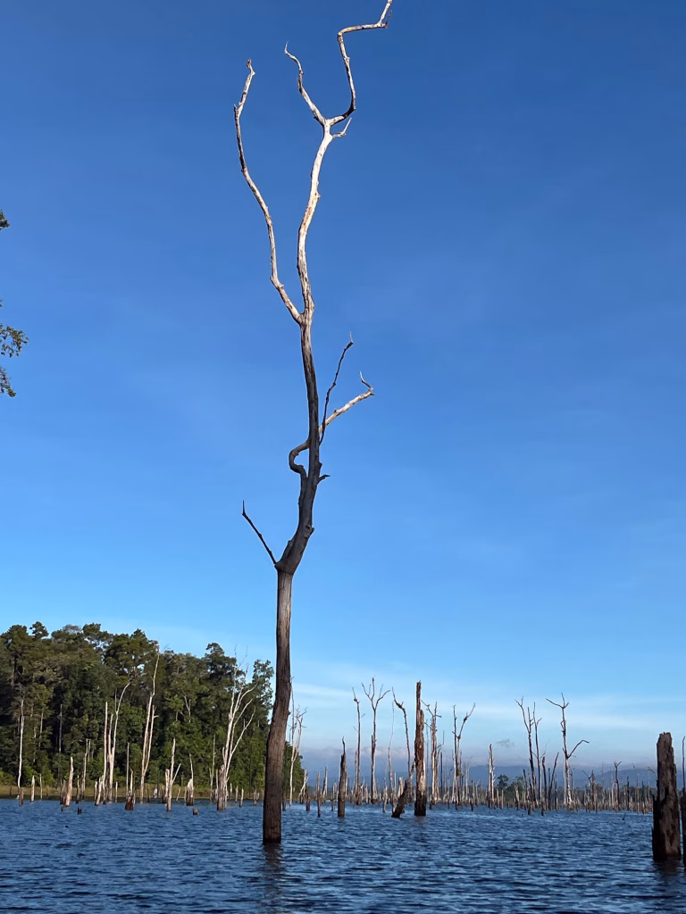 Flooded Forrest im Nakai-Nam Theun Nationalpark
