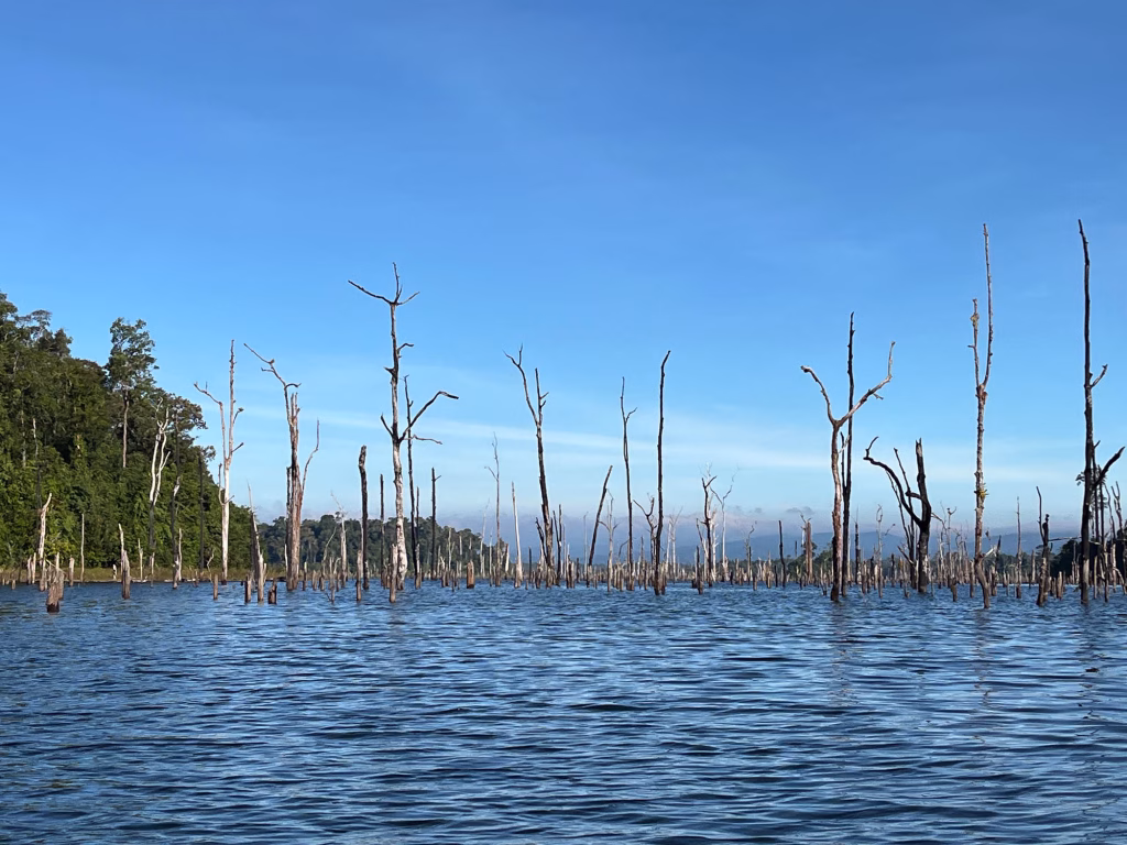 Flooded Forrest im Nakai-Nam Theun Nationalpark