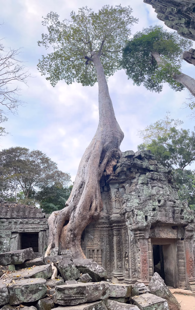 Tha Prohm Tempel
