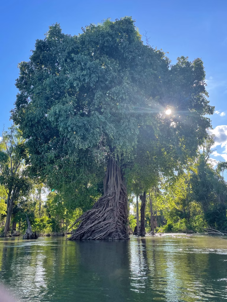 Imposanter Baum im Wasser