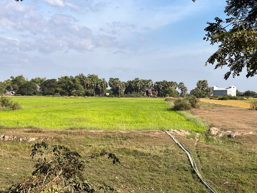 Ein grünes Reisfeld am Weg