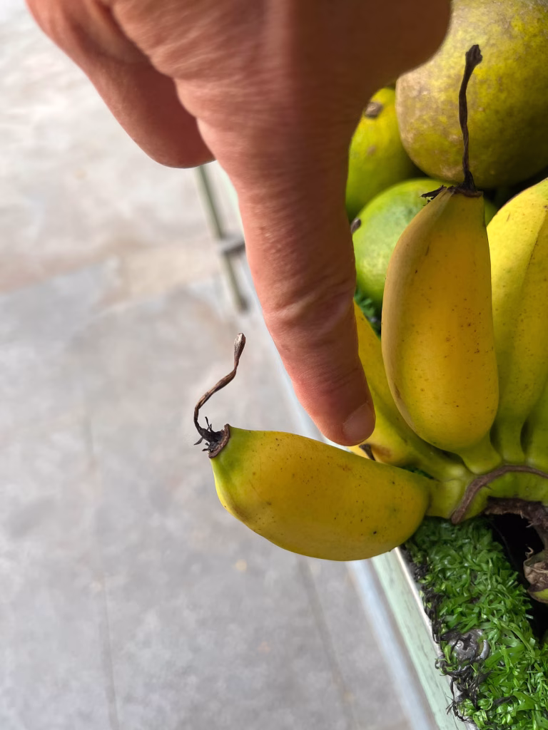 Mini-Bananen