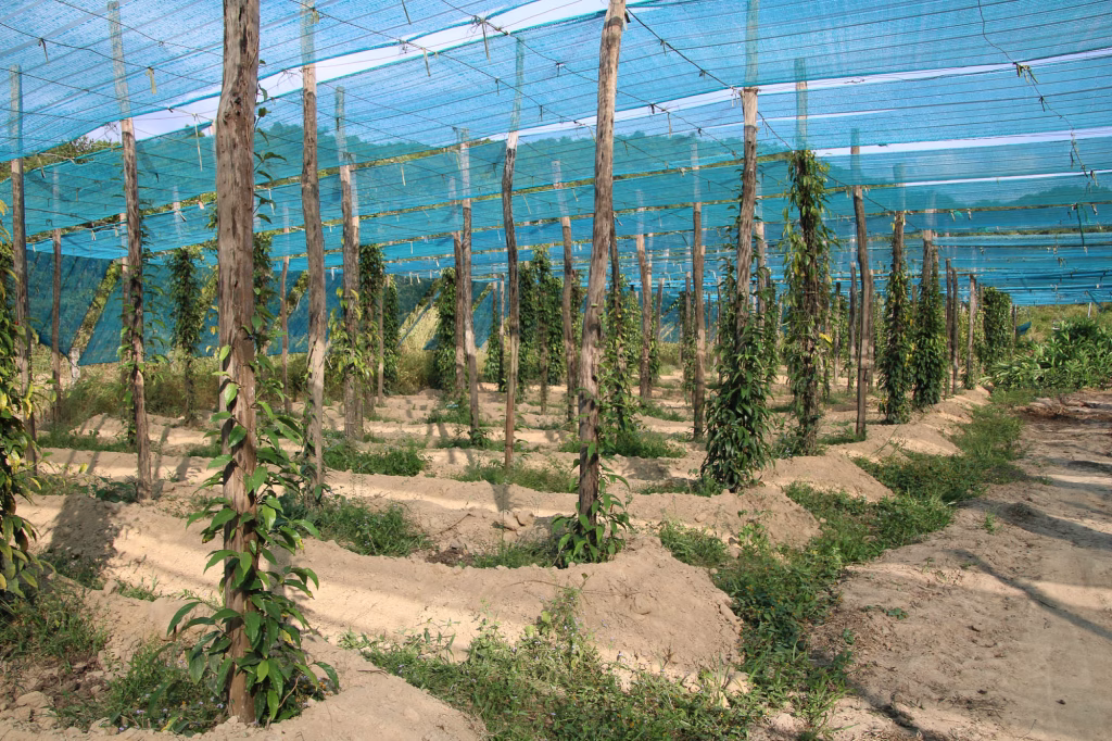 Pfefferplantage